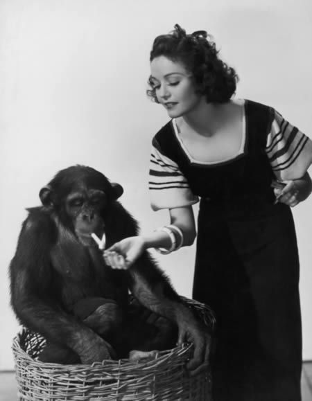 Pictures Of Chimpanzees Acting Like People | Funzug.com