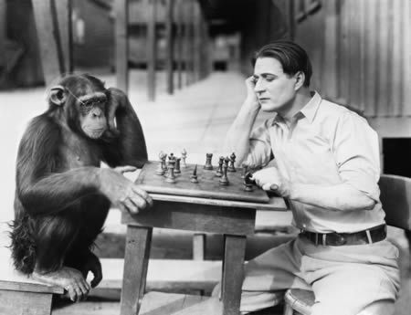 Pictures Of Chimpanzees Acting Like People