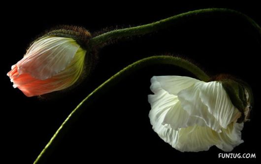 Click to Enlarge - Creative & Artistic Wallpapers