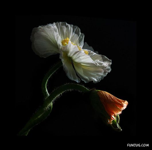 Click to Enlarge - Creative & Artistic Wallpapers