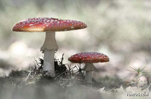 Click to Enlarge - Creative & Artistic Wallpapers