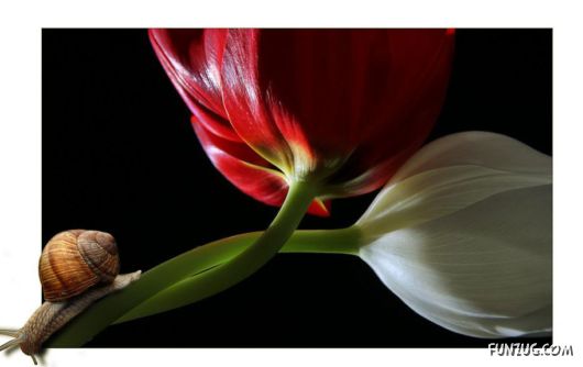 Click to Enlarge - Creative & Artistic Wallpapers