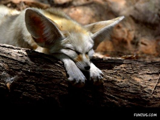 Click to Enlarge -Beautiful Deserts Wallpapers