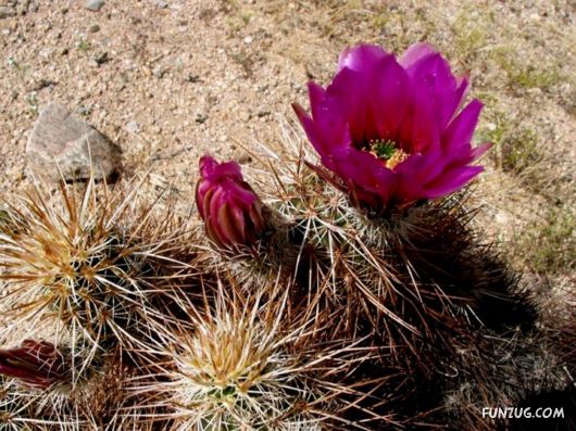 Click to Enlarge -Beautiful Deserts Wallpapers