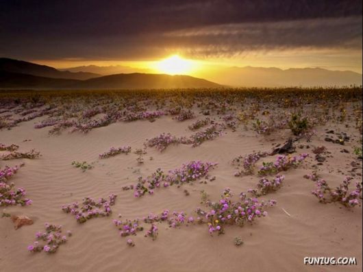 Click to Enlarge -Beautiful Deserts Wallpapers