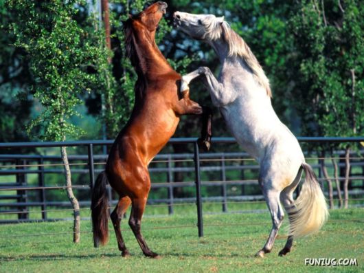 Beautiful Horses Wallpapers