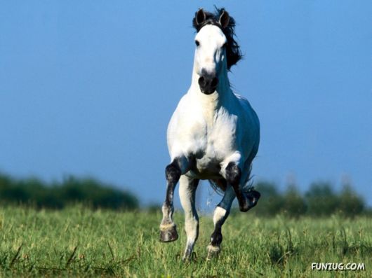 Beautiful Horses Wallpapers