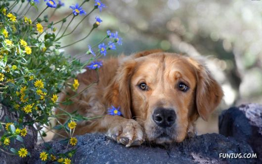 Click to Enlarge -Beautiful Mix Wallpapers Collection