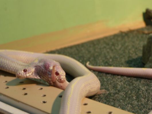 Amazing 2 Headed Snakes