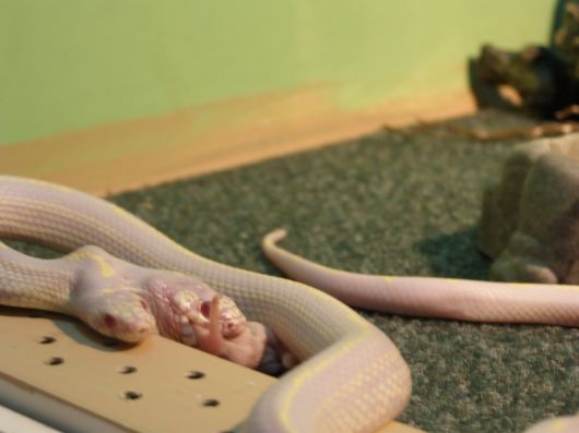 Amazing 2 Headed Snakes