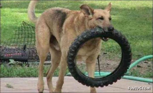 Cute Crazy Damager Pets