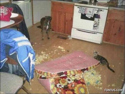 Cute Crazy Damager Pets