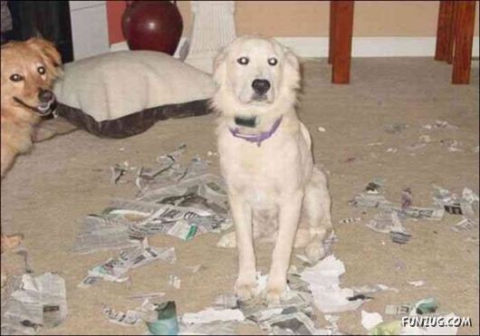 Cute Crazy Damager Pets