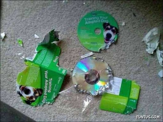 Cute Crazy Damager Pets