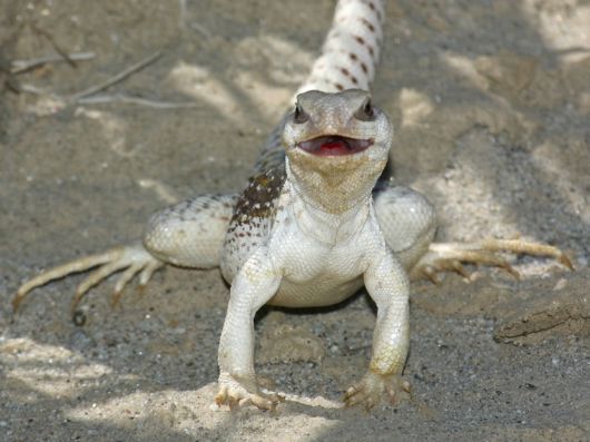 Various Desert Animals