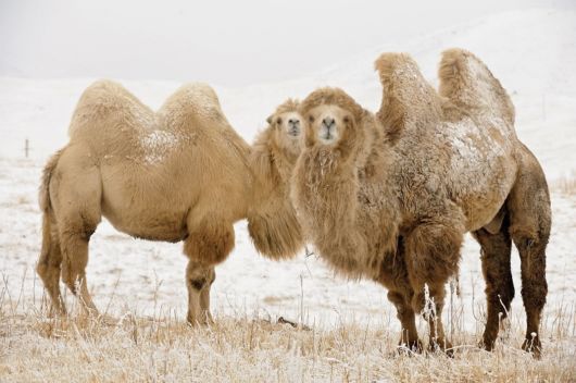 Various Desert Animals