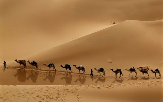 Various Desert Animals