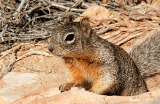 Various Desert Animals