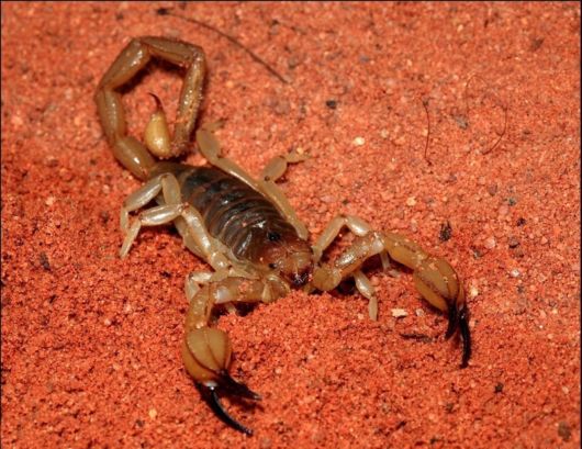 Various Desert Animals