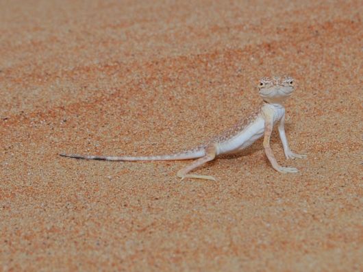 Various Desert Animals