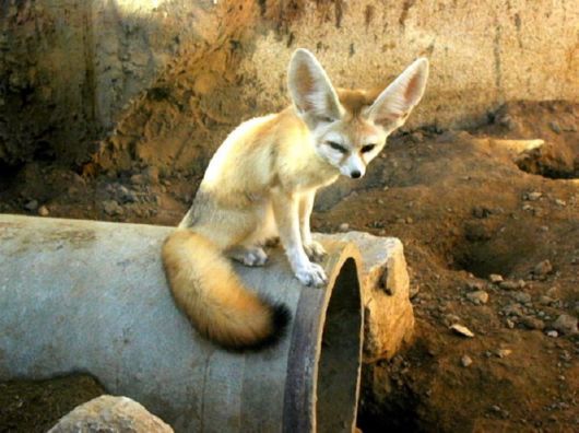 Various Desert Animals