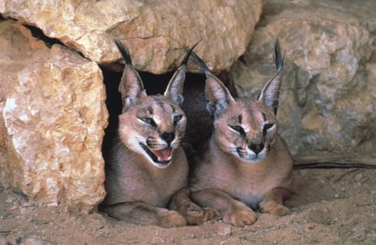 Various Desert Animals