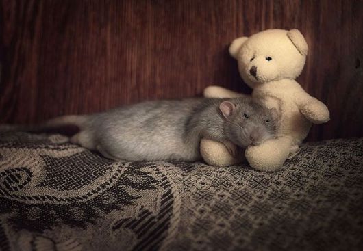 Adorable Pictures of Rats With Teddy Bears