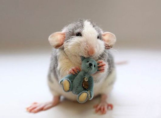 Adorable Pictures of Rats With Teddy Bears
