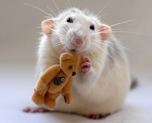 Adorable Pictures of Rats With Teddy Bears