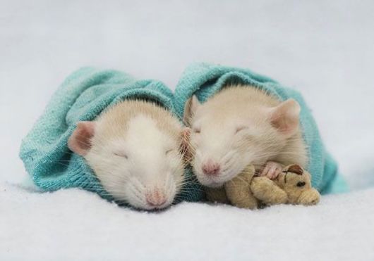 Adorable Pictures of Rats With Teddy Bears