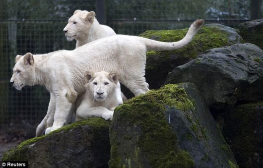 Rare White Lion and Family | Funzug.com